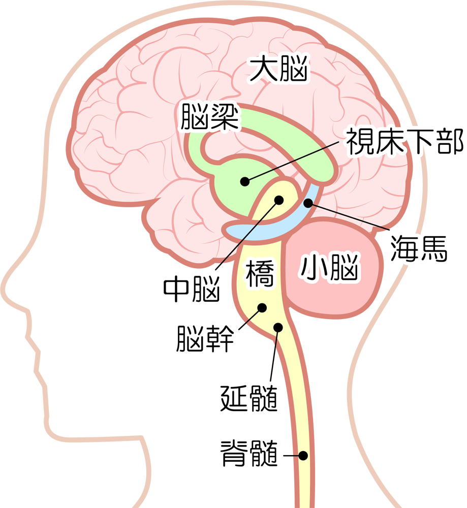 朝起きる時に腰が痛む50代女性 原因は脳幹の疲れによるリンパのトラブル こりと痛みと不調の研究所 渋谷駅前整体院
